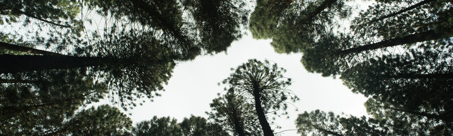 Med blicken uppåt himlen genom skogen. Vi lyssnar på era tankar och idéer. Foto av Brian Garrity.